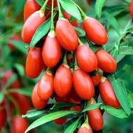 Саджанець Годжі Біг Беррі в контейнері